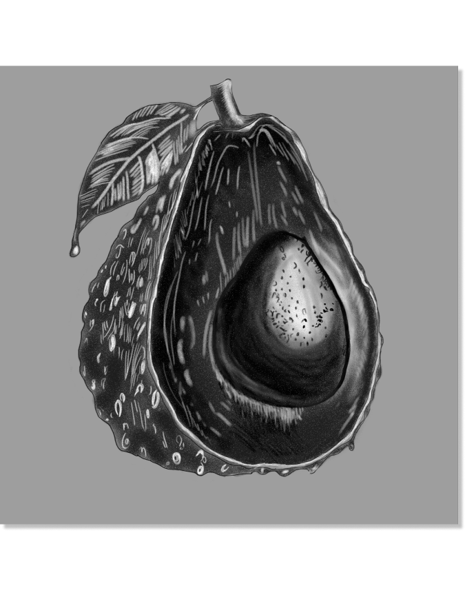 avocado sketch