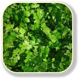 Cilantro