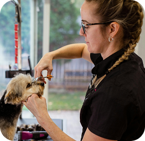 a female team member grooms a dog